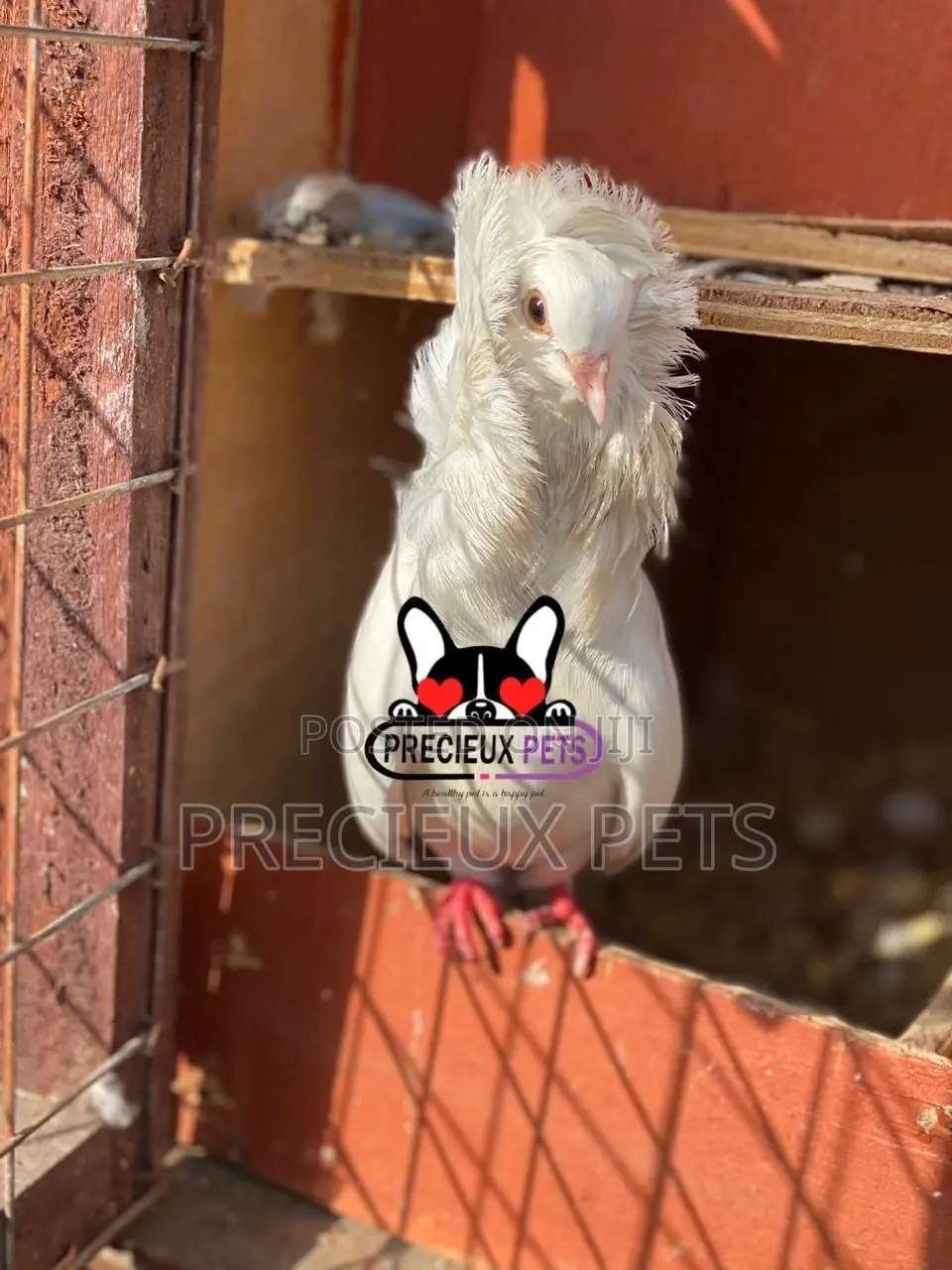 1 Pair Of Jacobins Fancy Pigeons