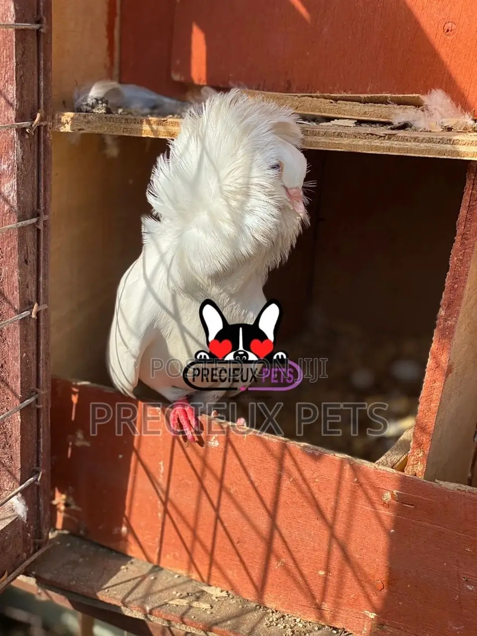 1 Pair Of Jacobins Fancy Pigeons