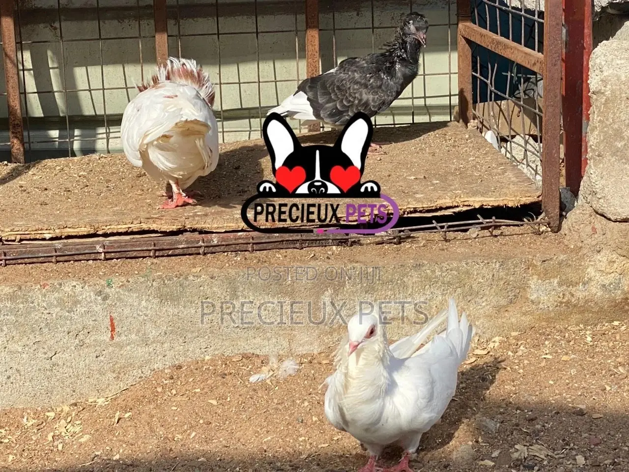 1 Pair Of Jacobins Fancy Pigeons