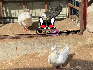 1 Pair Of Jacobins Fancy Pigeons