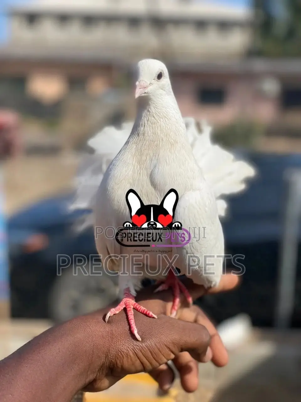 1 Pair English White Fantail Pigeons