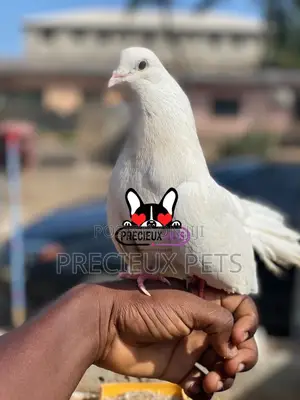 1 Pair English White Fantail Pigeons