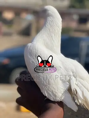1 Pair English White Fantail Pigeons