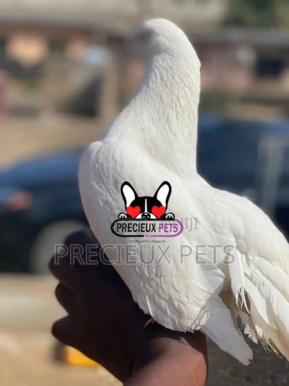 1 Pair English White Fantail Pigeons
