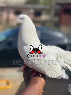 1 Pair English White Fantail Pigeons