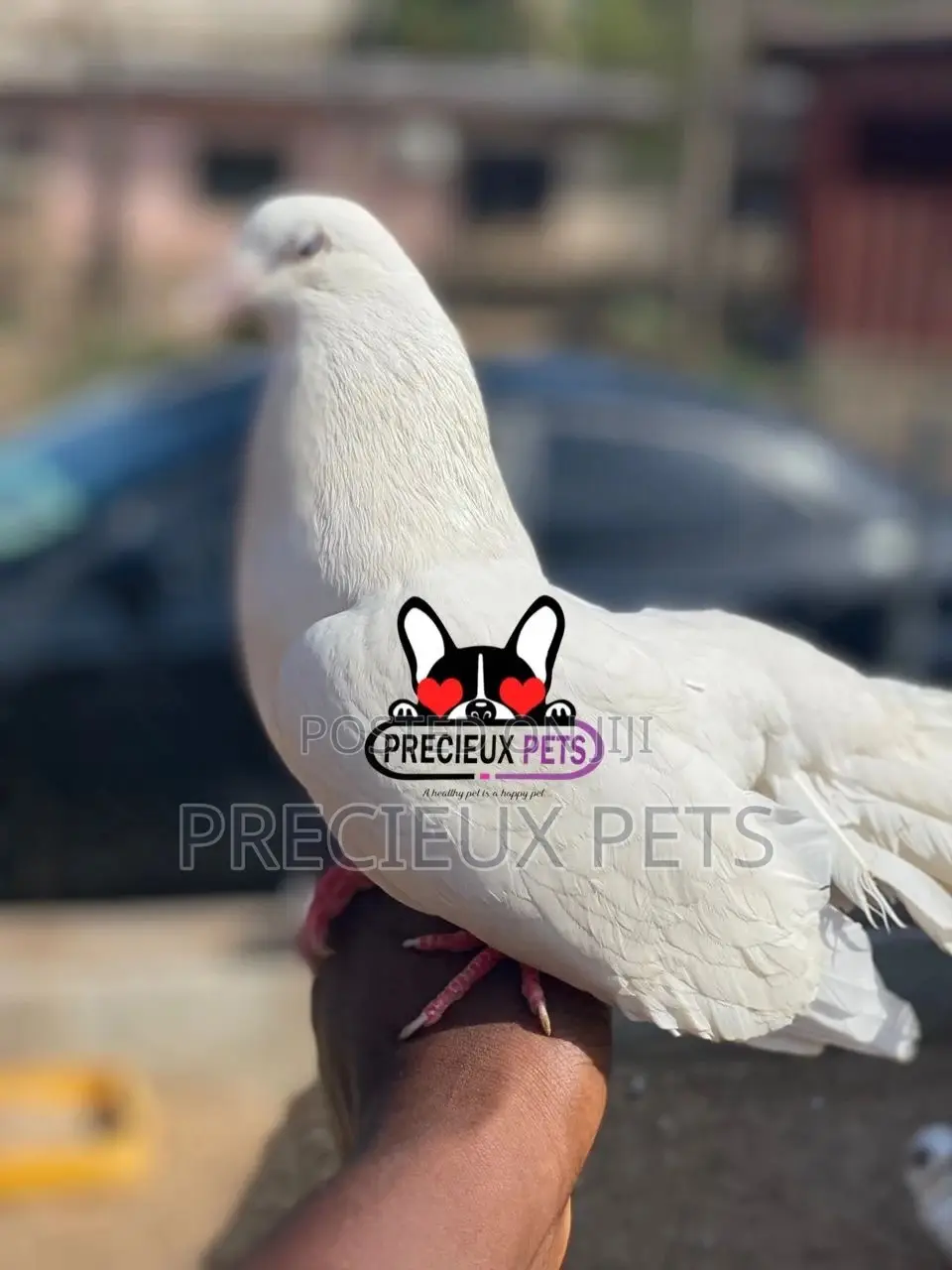 1 Pair English White Fantail Pigeons
