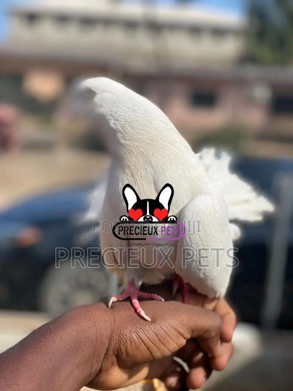 1 Pair English White Fantail Pigeons