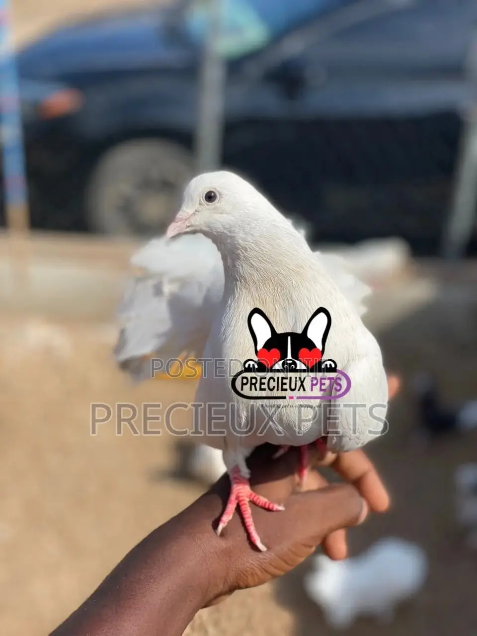 1 Pair English White Fantail Pigeons