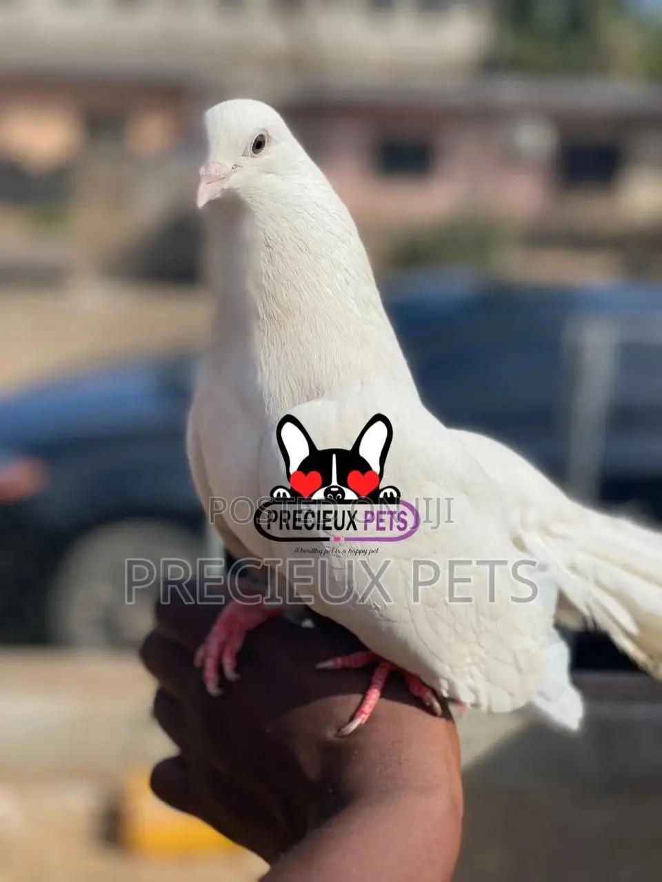 1 Pair English White Fantail Pigeons
