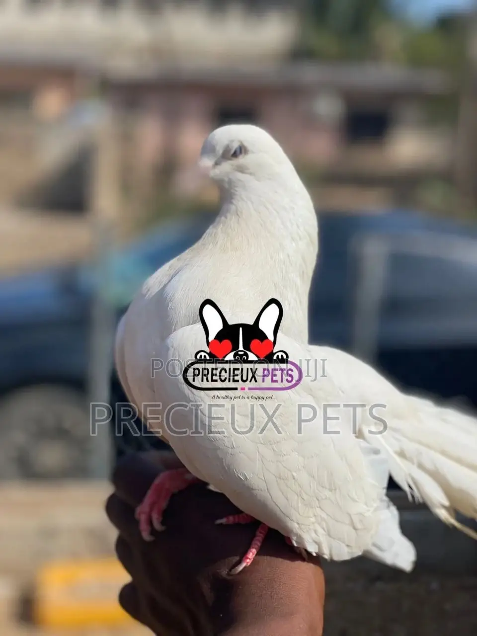 1 Pair English White Fantail Pigeons