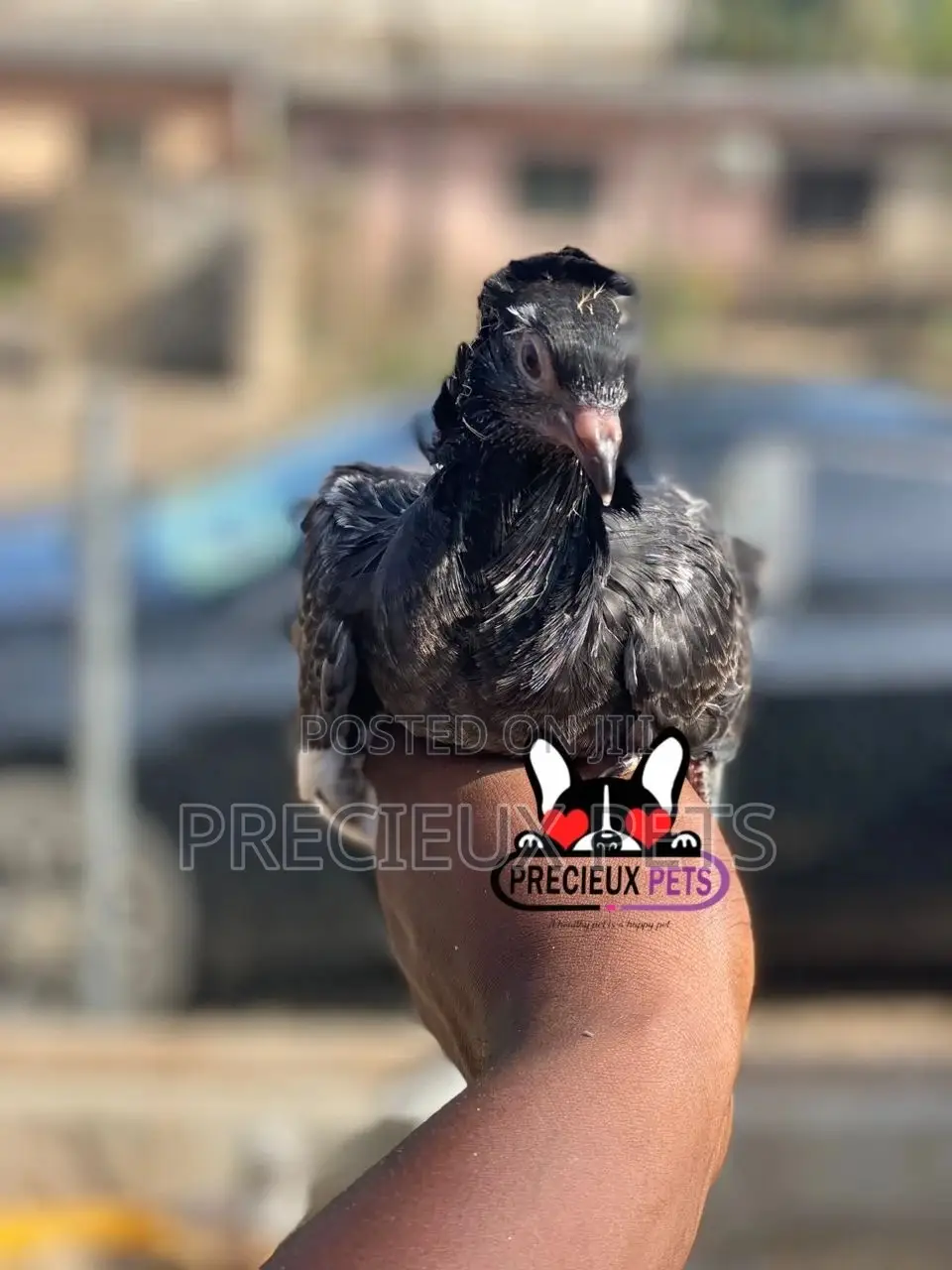 Single Female Baby Jacobins Pigeons