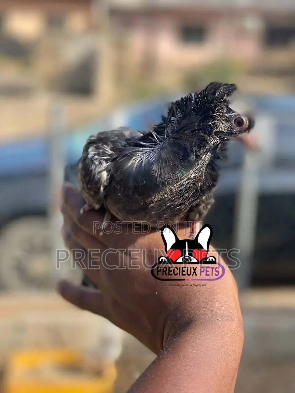 Single Female Baby Jacobins Pigeons