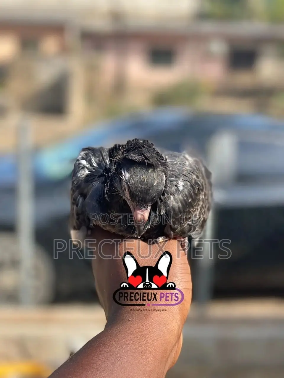 Single Female Baby Jacobins Pigeons