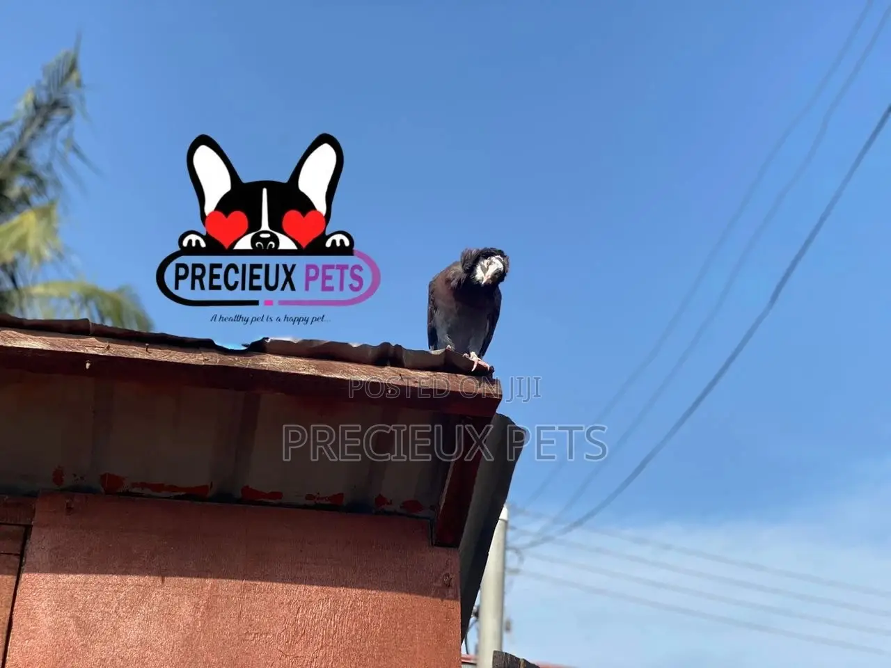 Fancy Pigeons For Sale