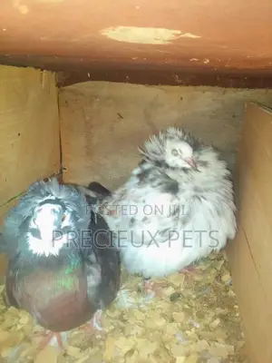 Fancy Pigeons For Sale