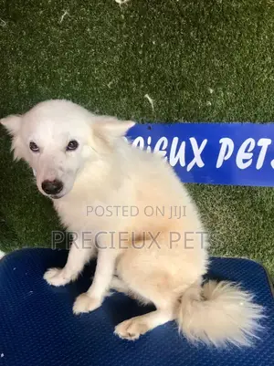 6-12 months Male Purebred American Eskimo