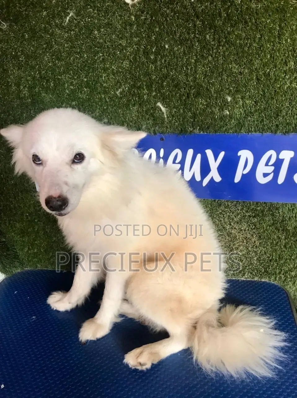 6-12 months Male Purebred American Eskimo