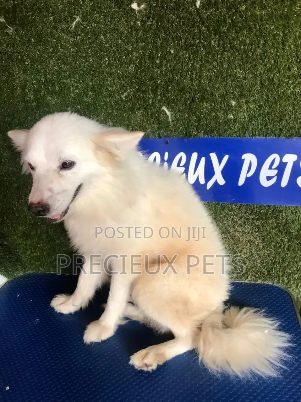 6-12 months Male Purebred American Eskimo