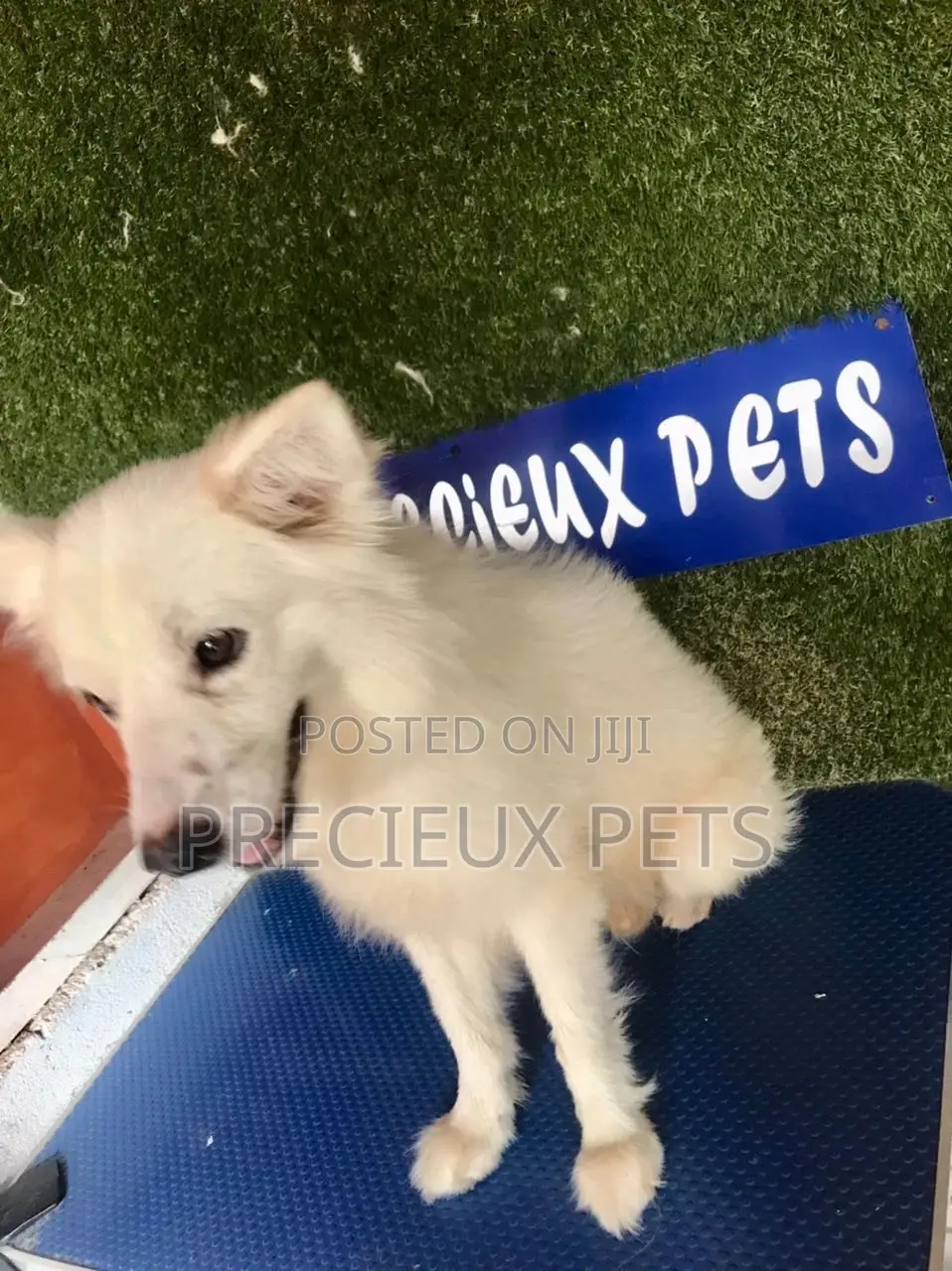 6-12 months Male Purebred American Eskimo