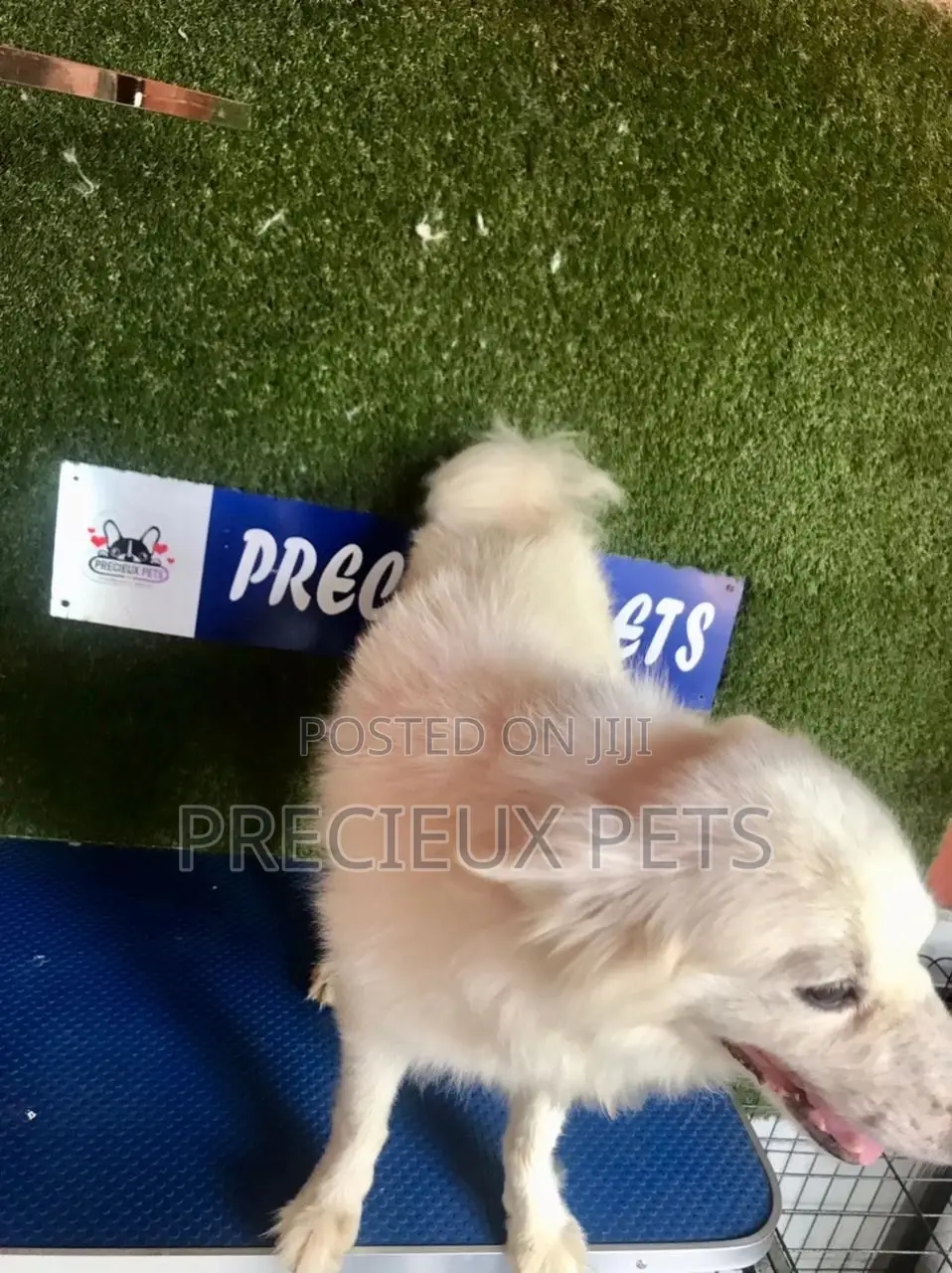 6-12 months Male Purebred American Eskimo