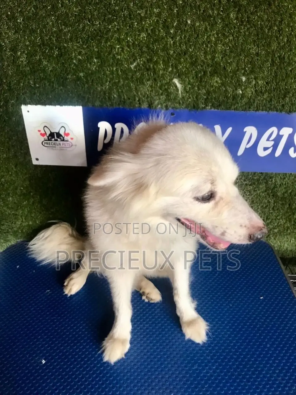 6-12 months Male Purebred American Eskimo