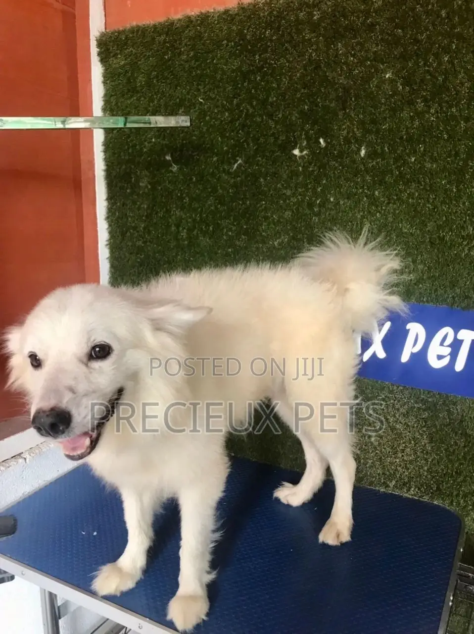 6-12 months Male Purebred American Eskimo