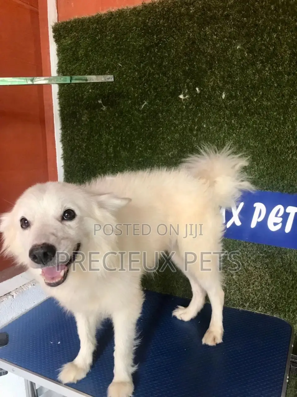 6-12 months Male Purebred American Eskimo
