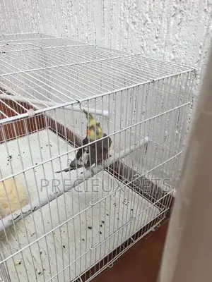 Domesticated Cockatiels Birds