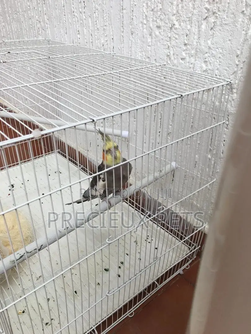 Domesticated Cockatiels Birds