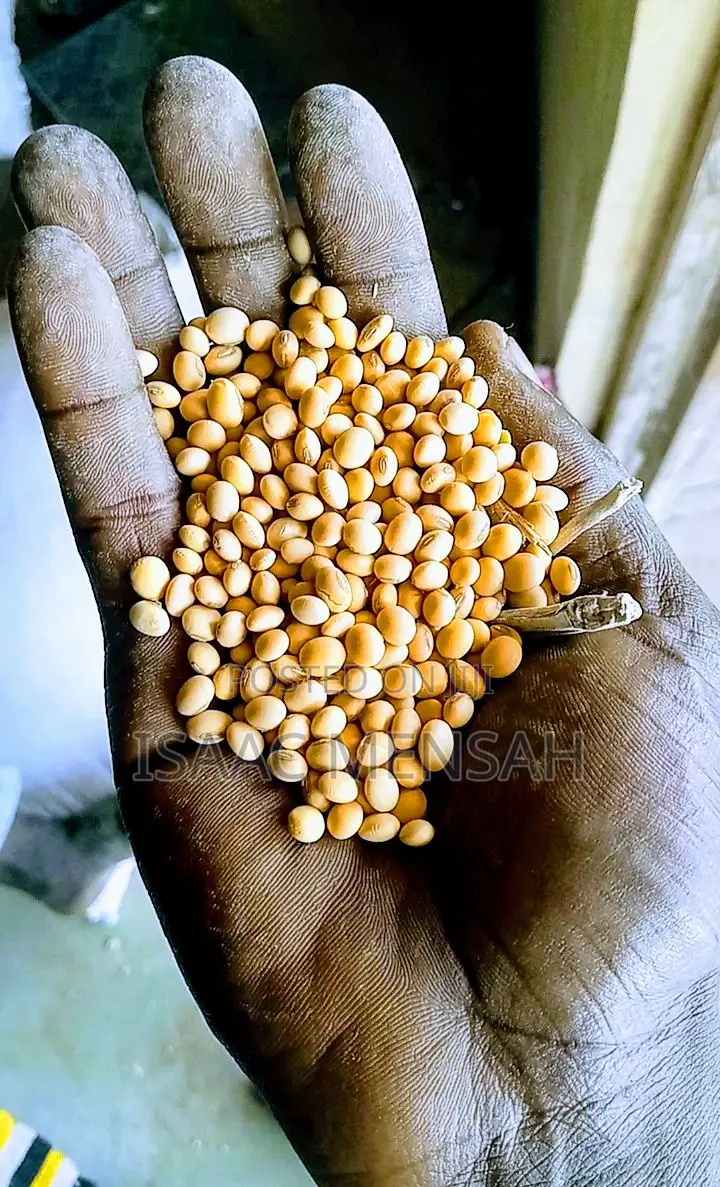 Soya Beans Available Per Bag