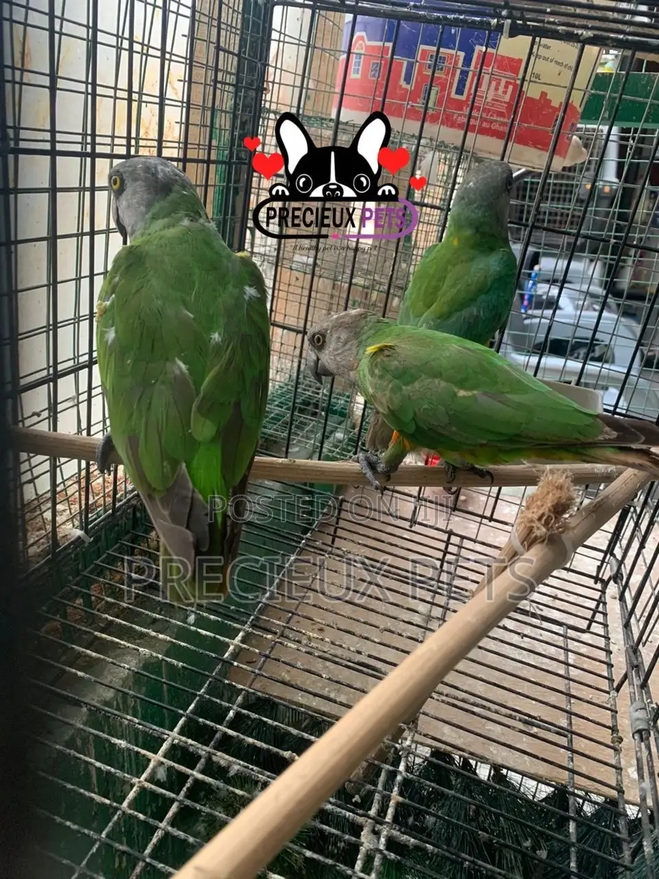 Bird Pets For Sale