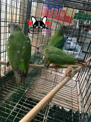 Bird Pets For Sale