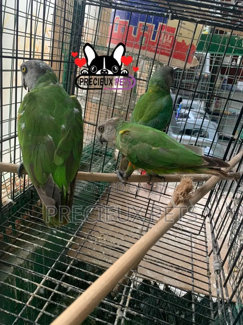 Bird Pets For Sale