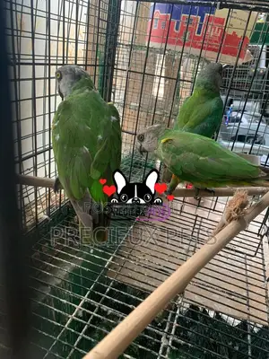 Bird Pets For Sale