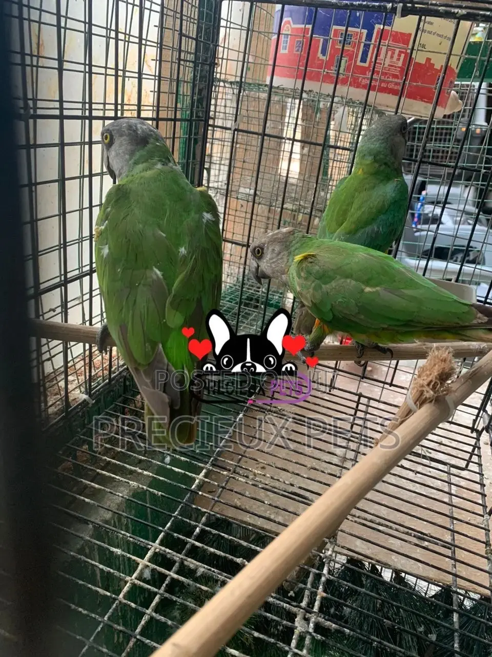 Bird Pets For Sale
