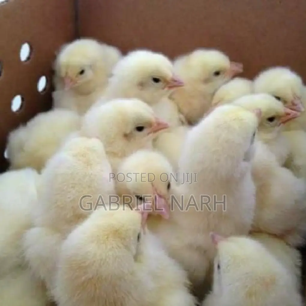 Day Old Chicks of White Layers: Hyline, Lohmann, Leghorn