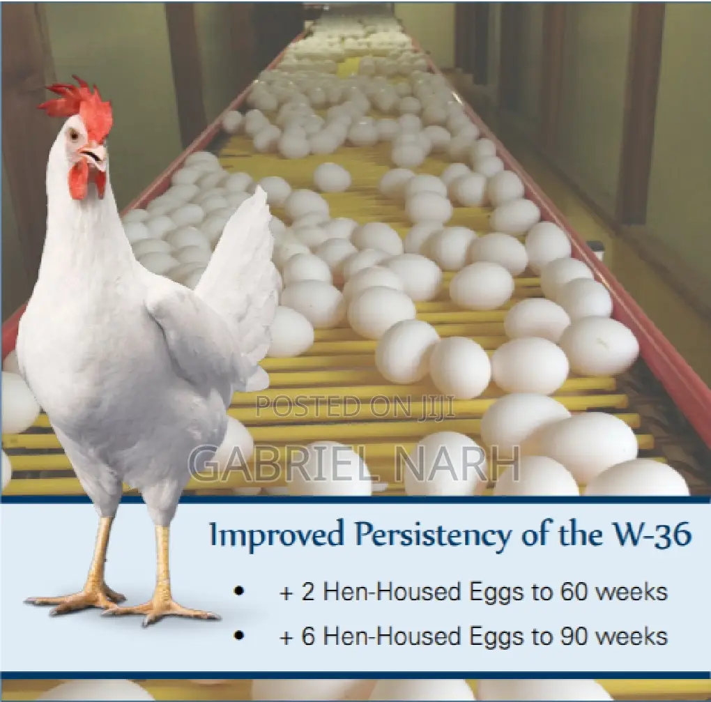 Day Old Chicks of White Layers: Hyline, Lohmann, Leghorn