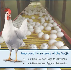 Day Old Chicks of White Layers: Hyline, Lohmann, Leghorn