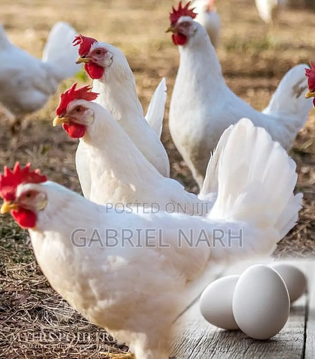 Day Old Chicks of White Layers: Hyline, Lohmann, Leghorn