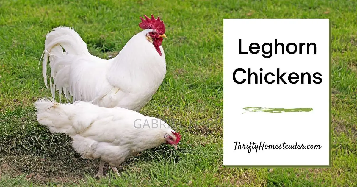 Day Old Chicks of White Layers: Hyline, Lohmann, Leghorn