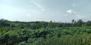 Western Region - Beposo (Dunkwa) _ 20+ Acres Farmland