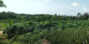 Western Region - Beposo (Dunkwa) _ 20+ Acres Farmland