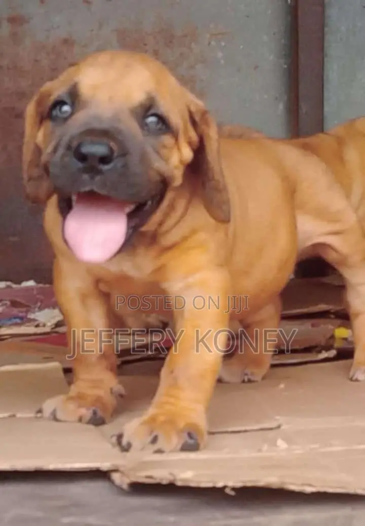 1-3 months Male Purebred Boerboel