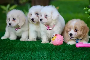 1-3 months Female Purebred Maltese
