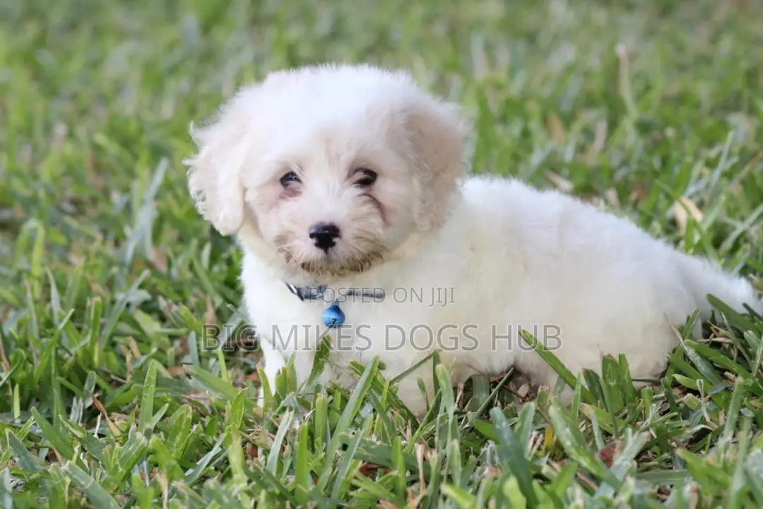1-3 months Female Purebred Maltese