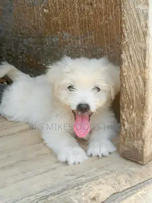 1-3 months Female Purebred Maltese
