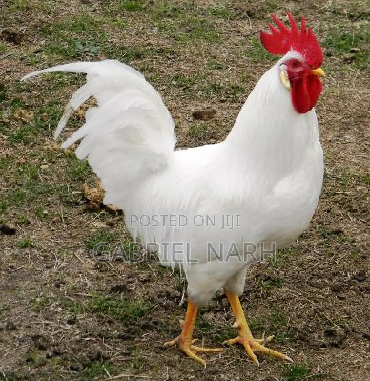 White Cockerels Day Old Chicks From the Netherlands
