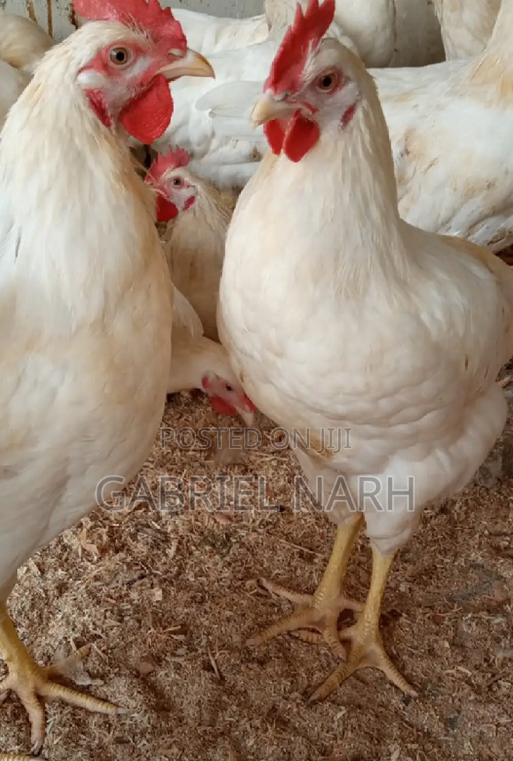 White Cockerels Day Old Chicks From the Netherlands