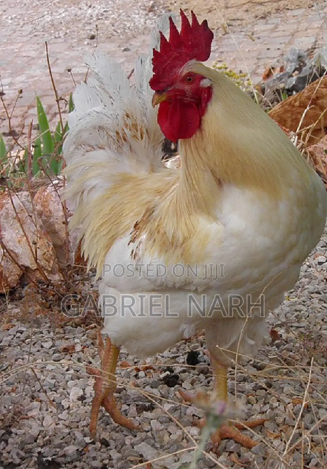 White Cockerels Day Old Chicks From the Netherlands