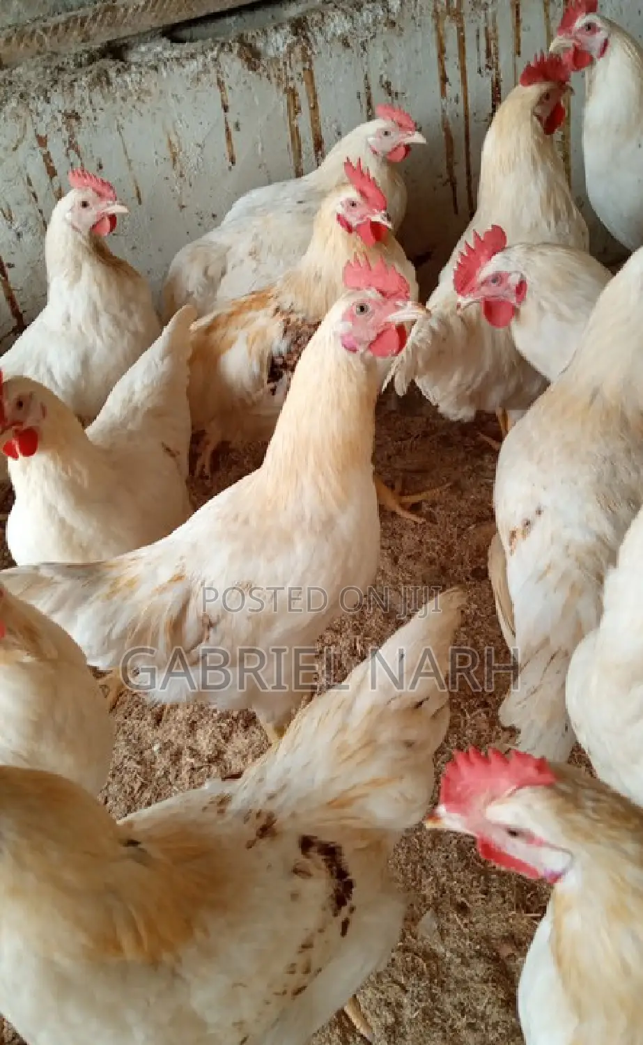 White Cockerels Day Old Chicks From the Netherlands